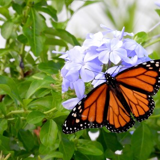 DSCN0880-ceasar-butterfly-JD