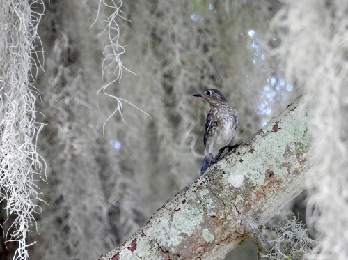 DSCN1420-B-BABY-JD.jpg
