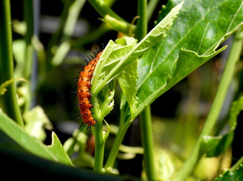 DSCN3125-Caterpillar-JD.jpg