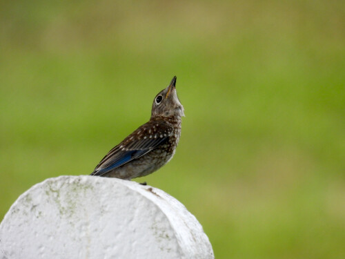 DSCN3213-bluebird-JD.jpg