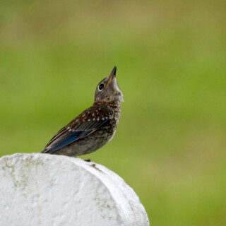 DSCN3213-bluebird-JD