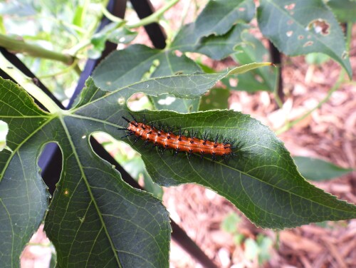 DSCN6239-caterpillar-JD.jpg