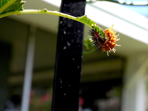 DSCN6399-caterpillar-JD.jpg