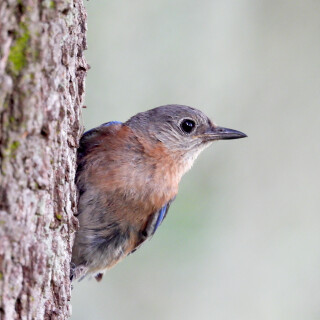 DSCN7266-bluebird-JD