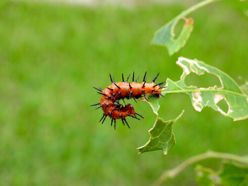 DSCN7294-caterpillar-JD.jpg