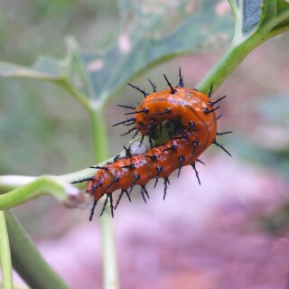 DSCN7298-caterpillar-JD