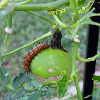 DSCN7396-caterpillar-JD