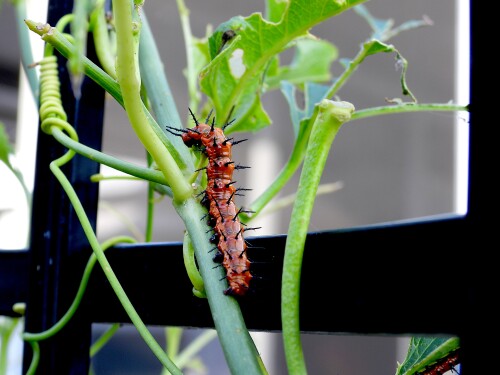 DSCN7399-caterpillar-JD.jpg