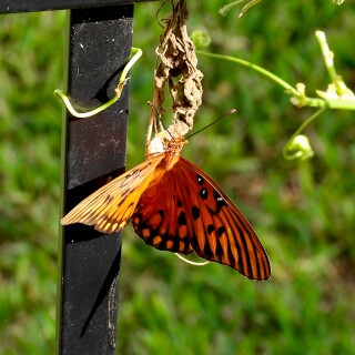 DSCN7613-butterfly-JD