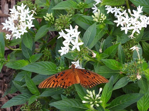 DSCN7622-butterfly.jpg