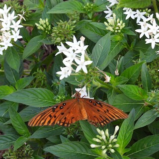 DSCN7622-butterfly