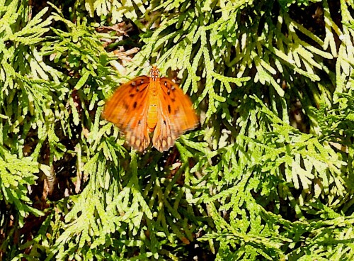 DSCN7633-butterfly.jpg