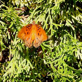 DSCN7633-butterfly