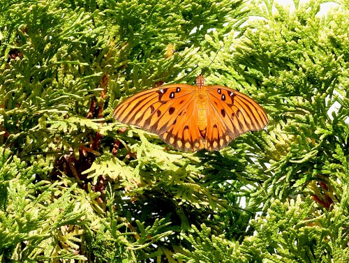 DSCN7642-butterfly-JD.jpg