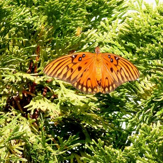 DSCN7642-butterfly-JD