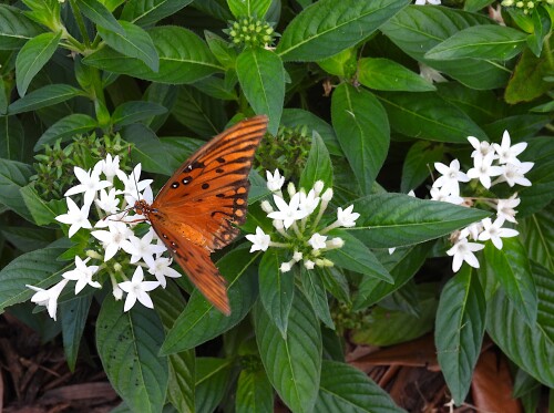 DSCN7656-butterfly-JD.jpg