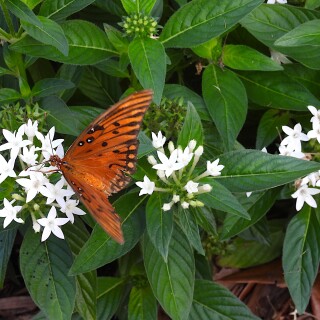 DSCN7656-butterfly-JD