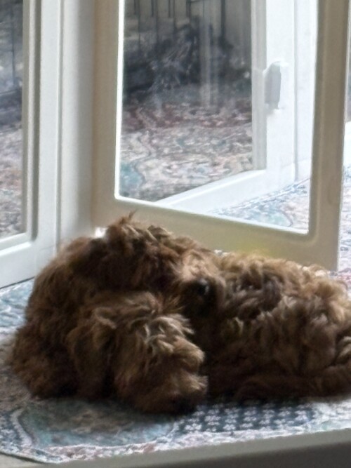 IMG_6526.jpeg