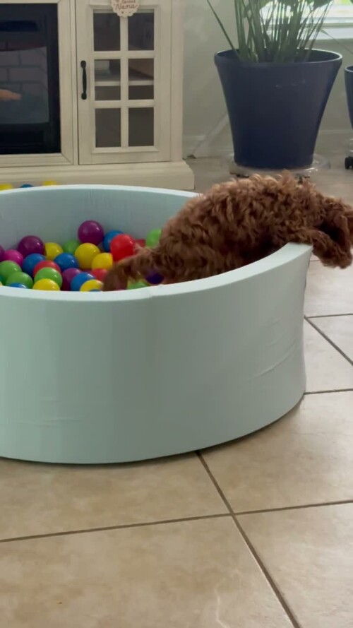 The BALL PIT, I am outta here